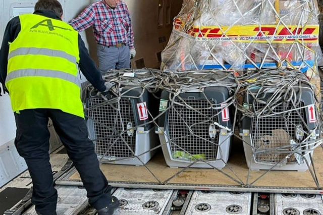США передали Азербайджану еще пять собак-миноискателей - ФОТО